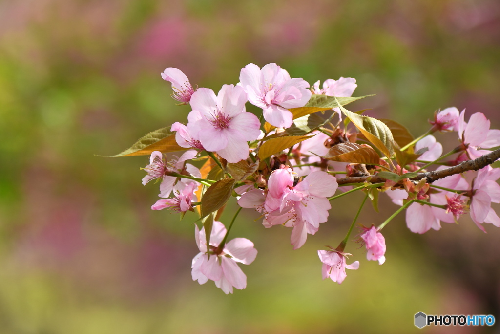 今年最後の桜