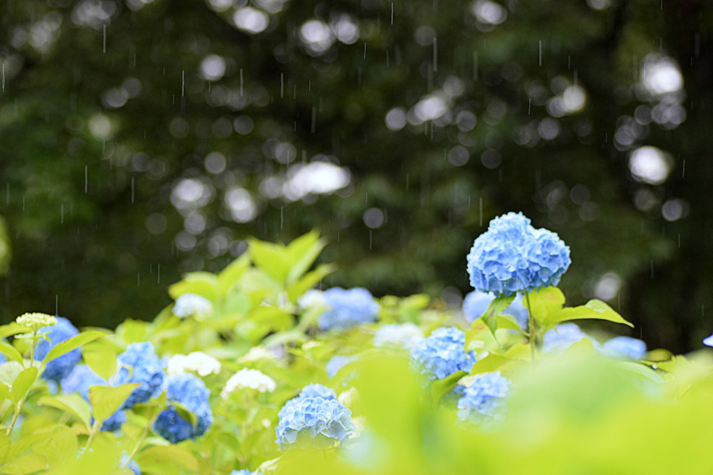 雨と紫陽花