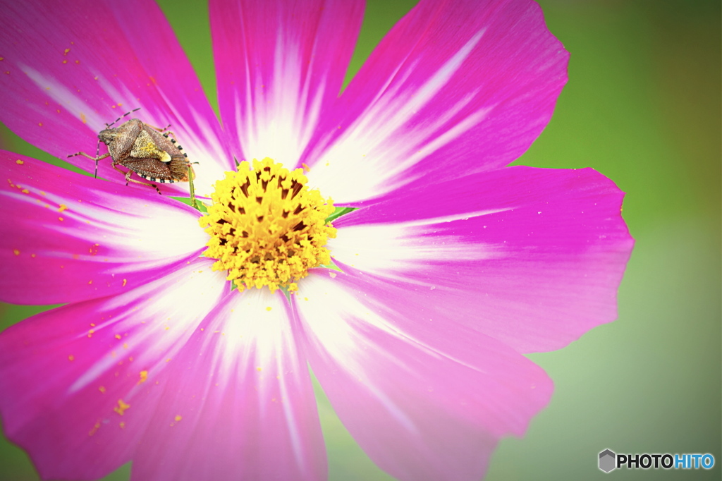 ワンポイント♪