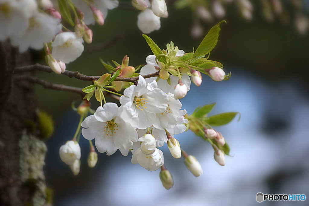 白い桜の花