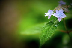 雨と紫陽花