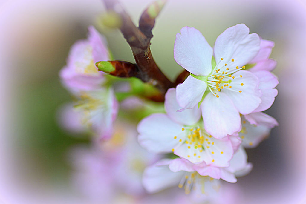花瓶の桜