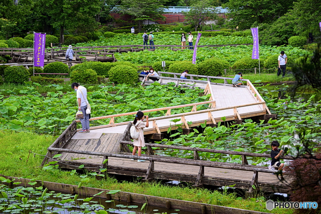 ハスの花が咲くのが 待ち遠しい