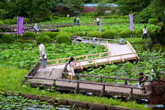 ハスの花が咲くのが 待ち遠しい