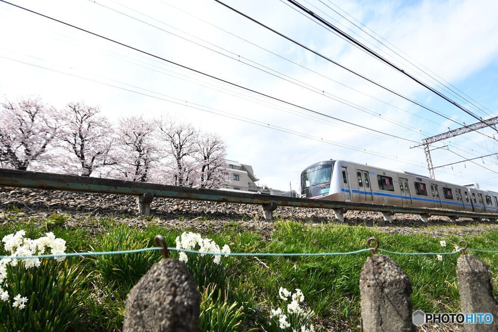 桜と水仙が手を振ってくれました