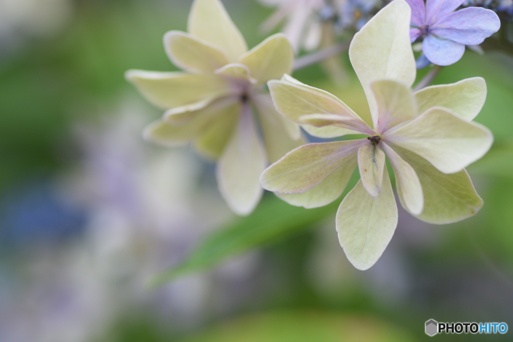 気になっていた 紫陽花