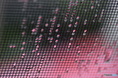 雨の日の 網戸
