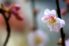 梅