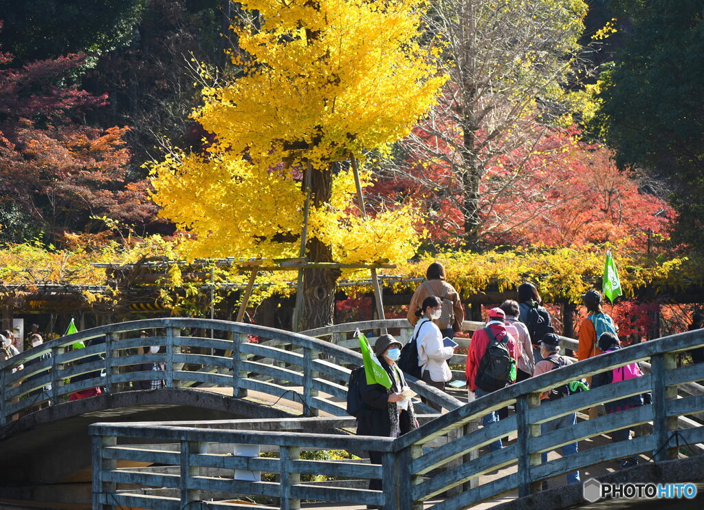 紅葉狩り