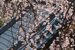 宏善寺の枝垂れ桜⑤