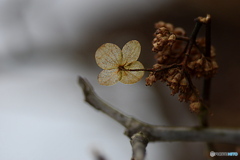 2月の紫陽花（枝が折れても…）