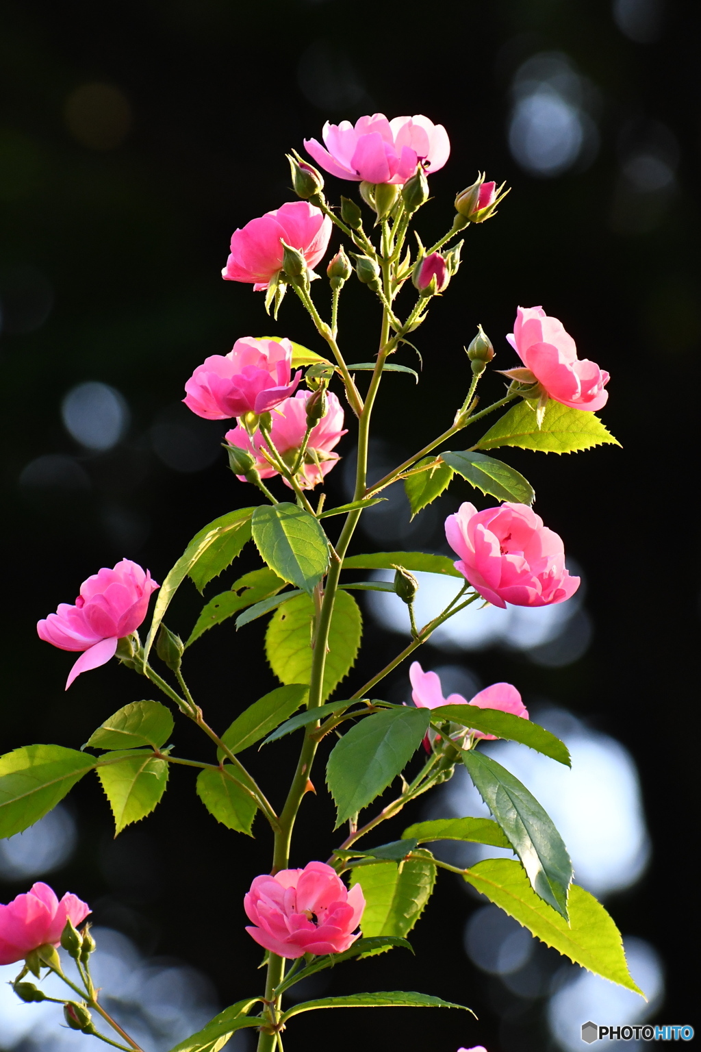 ピンクの薔薇