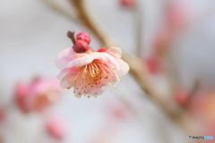 近所の梅