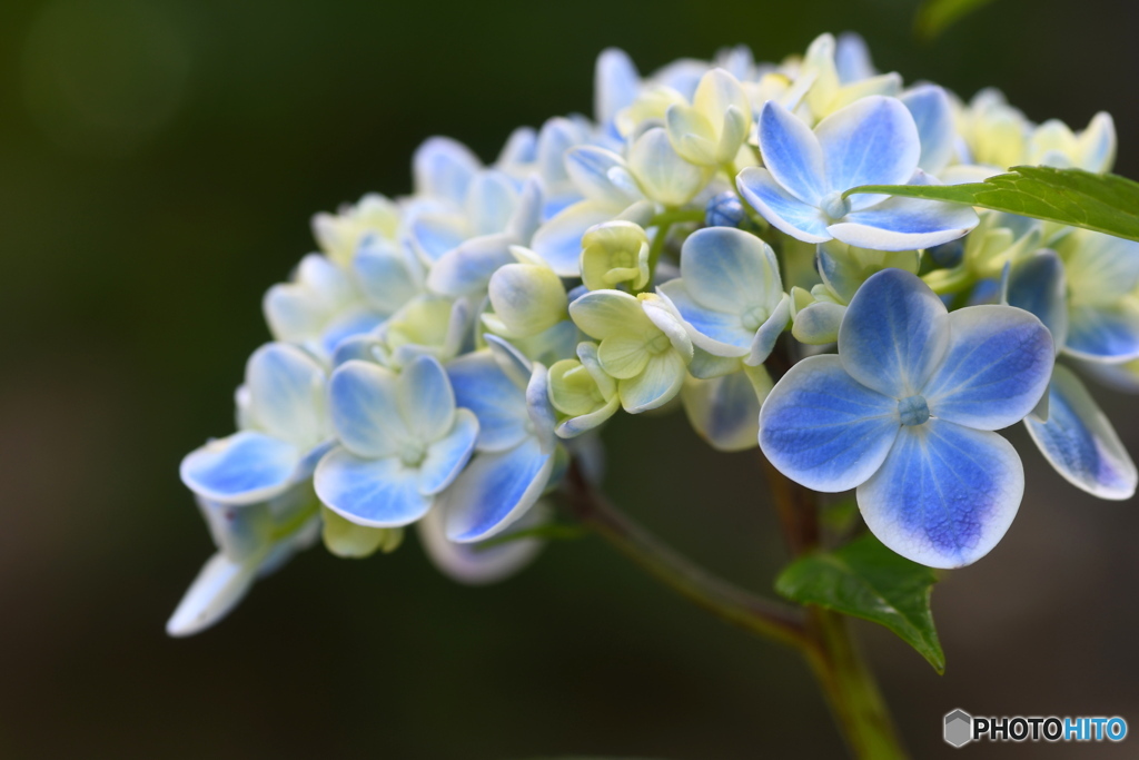 公園の紫陽花②