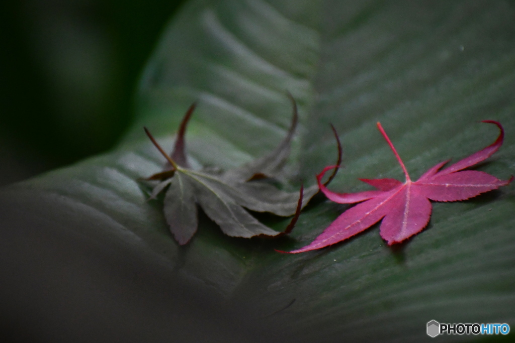 あなた と わたし