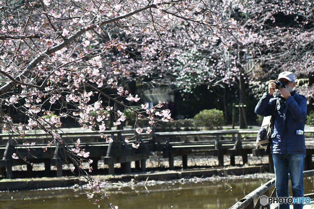 熱海寒桜が3分咲き