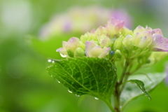 この花をあなたに