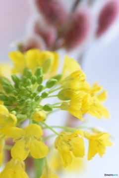 菜の花と ネコヤナギ