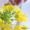 菜の花と ネコヤナギ