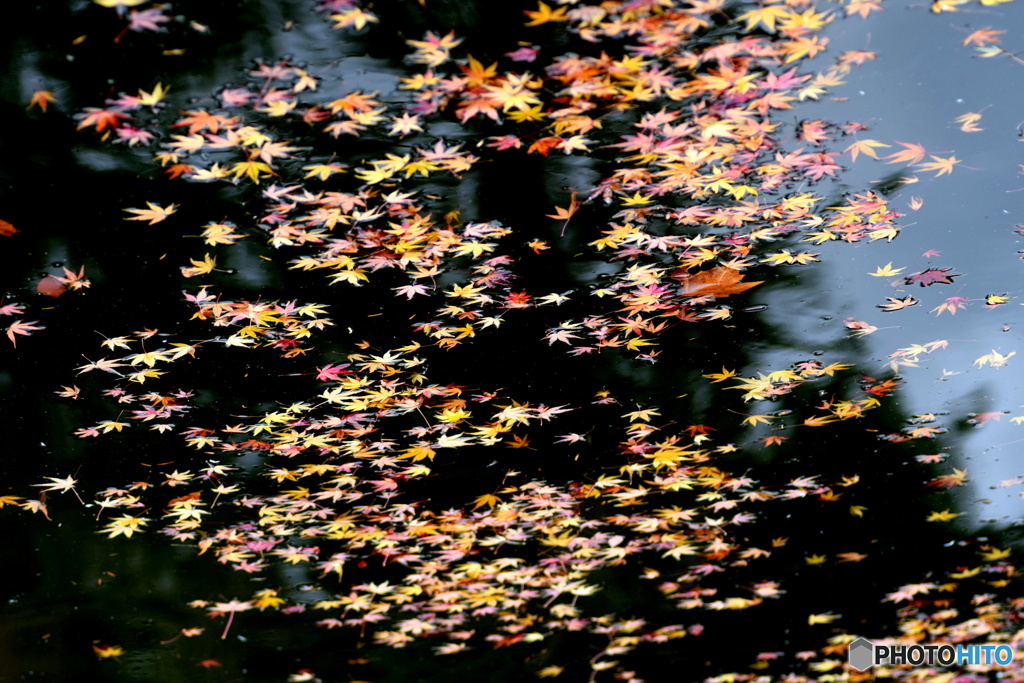 お堀の落ち葉
