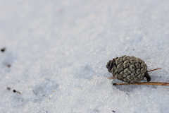 雪の上に 松ぼっくり