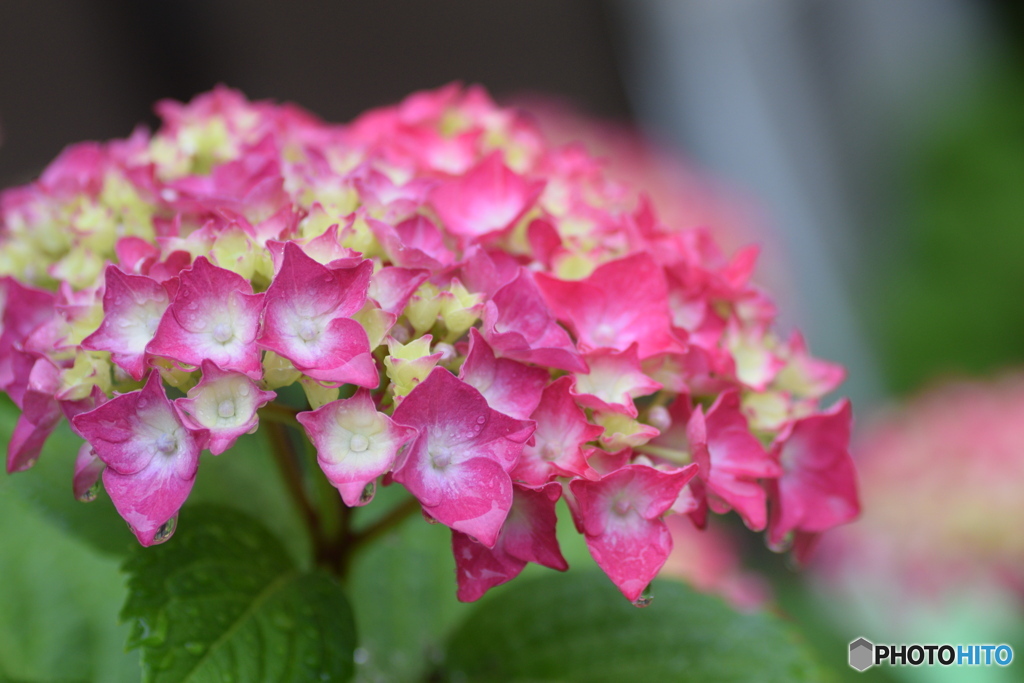 雨の日の 紅い紫陽花