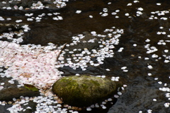 花筏
