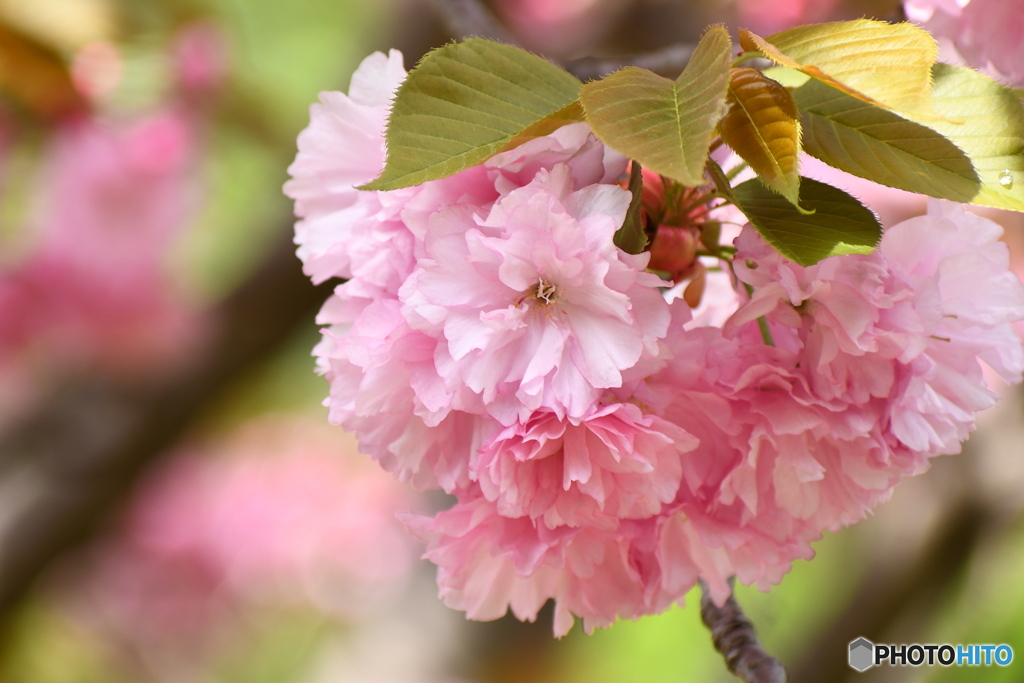 ハート型の桜