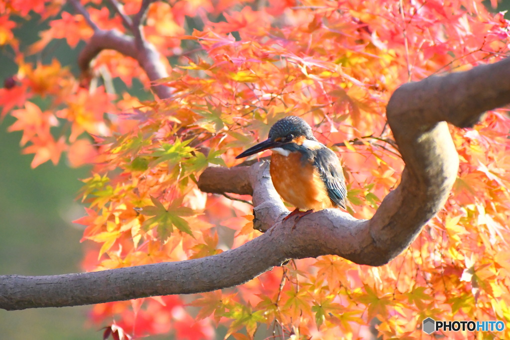 紅葉と カワセミさん