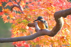 紅葉と カワセミさん