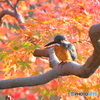 紅葉と カワセミさん