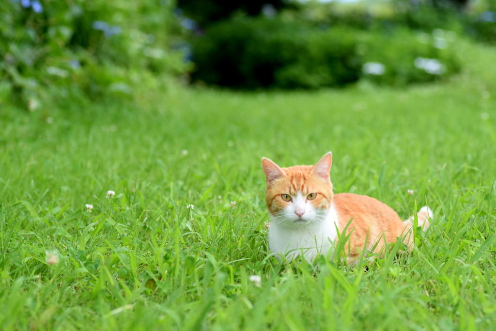 私に近づいて来た猫＾＾