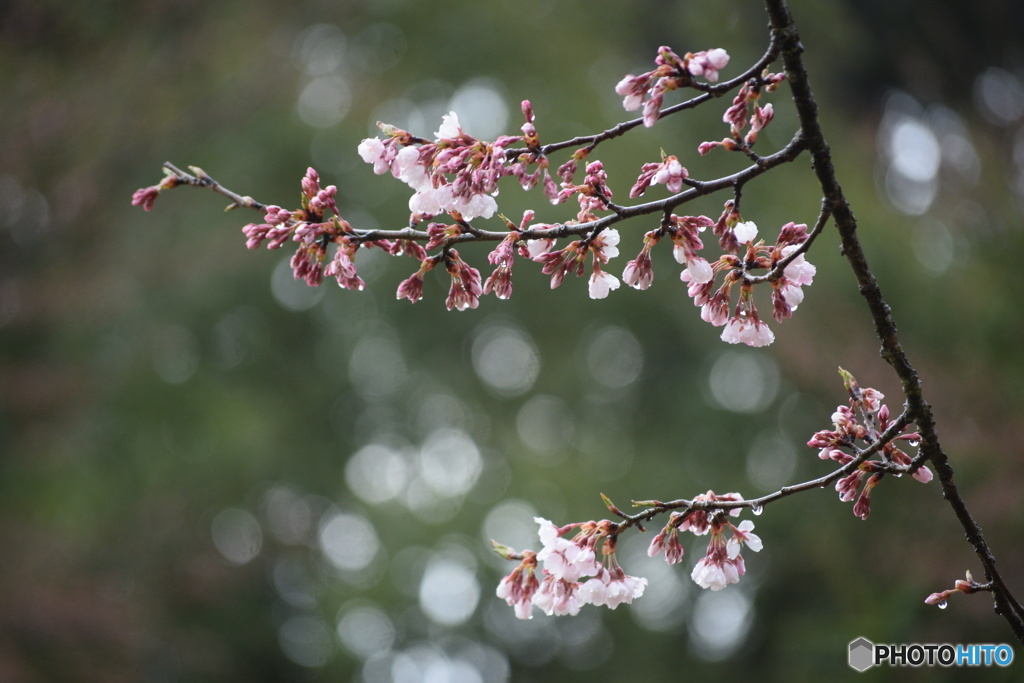 公園の桜が咲き始めました