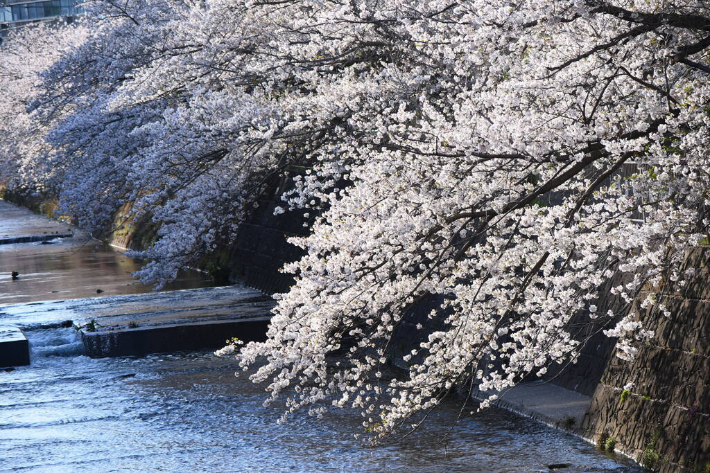 恩田川の桜