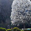 公園のモクレン