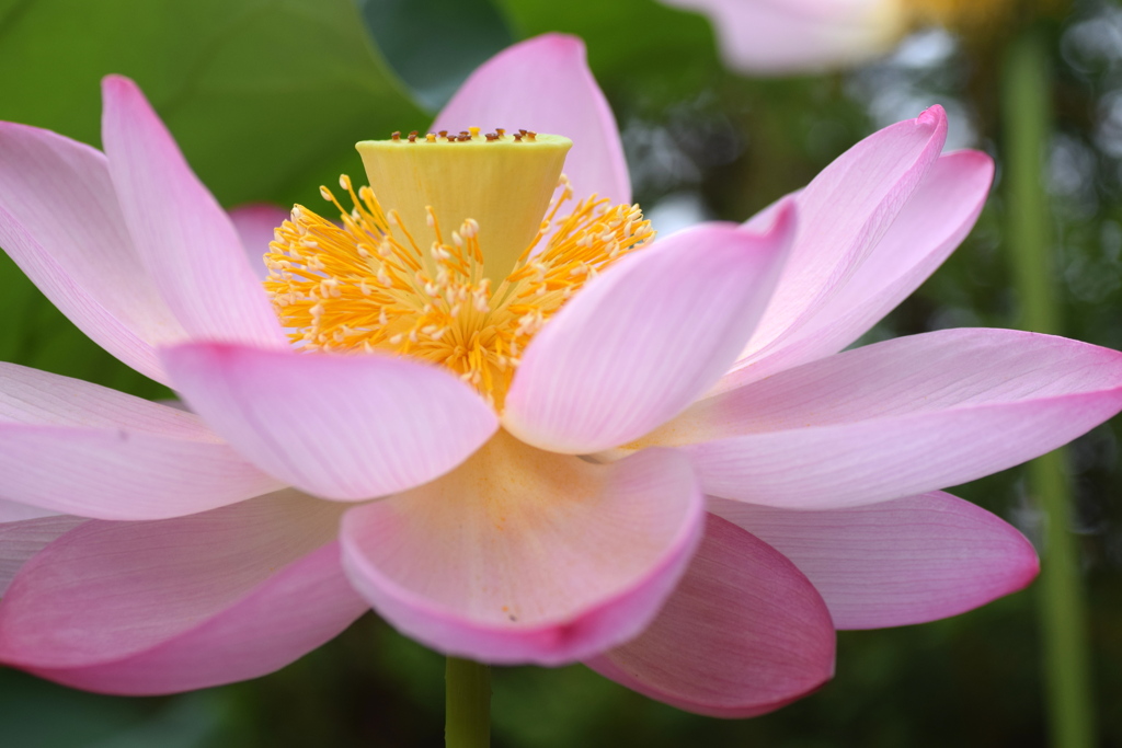 大きなお花 ②
