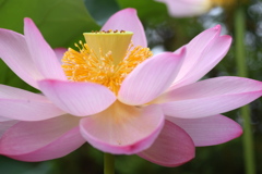大きなお花 ②