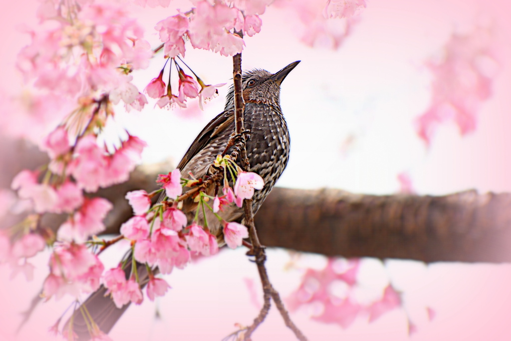 河津桜と鳥さん