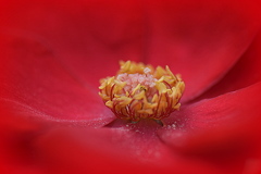 赤い薔薇
