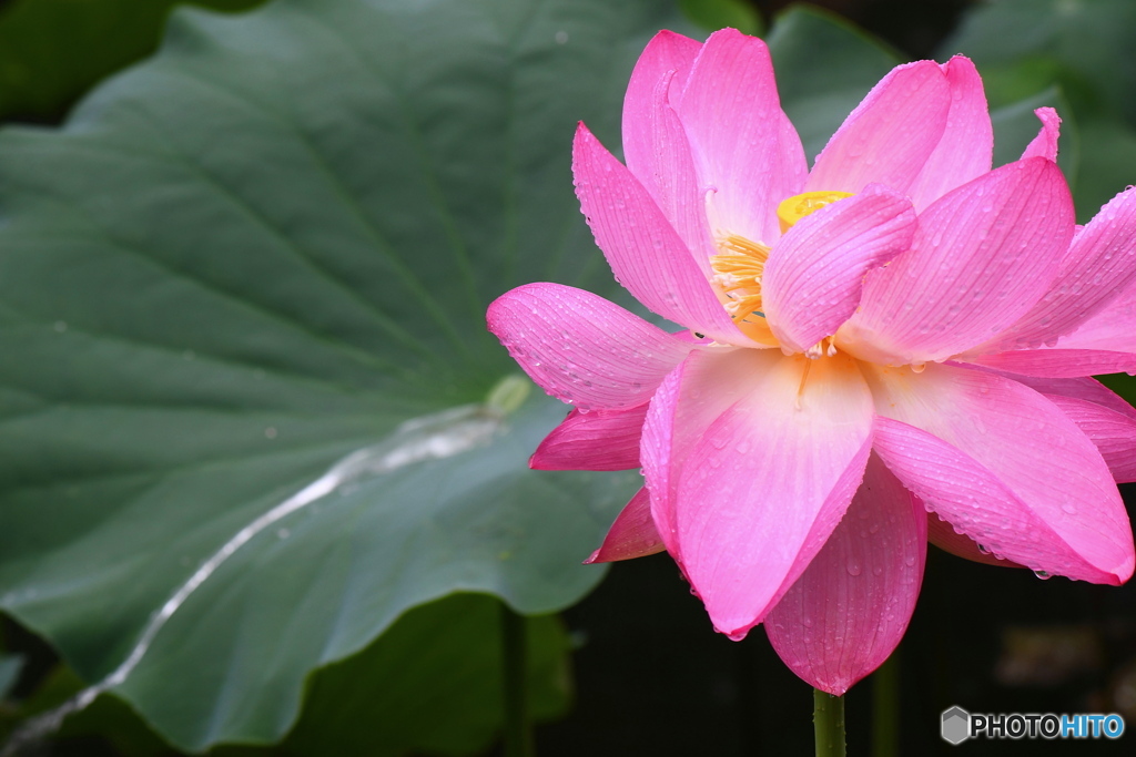 雨の日の 蓮の花