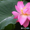 雨の日の 蓮の花