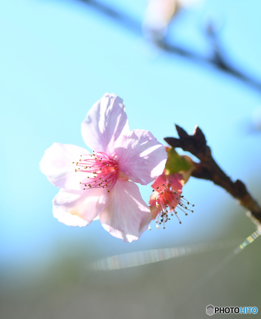 公園の桜