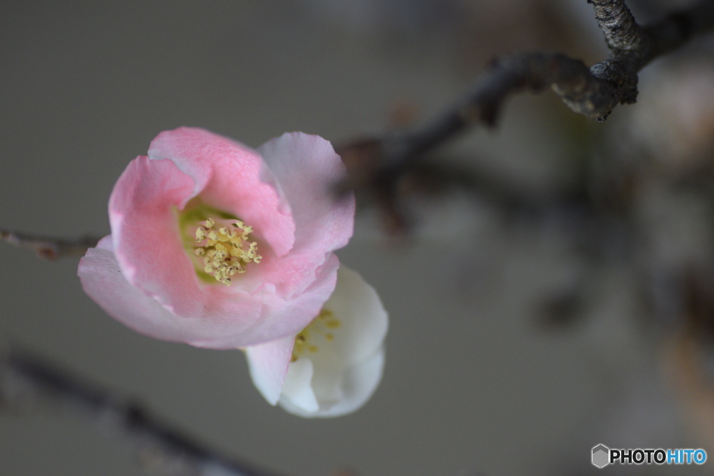 ボケの花