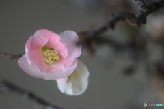 ボケの花