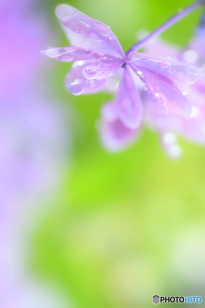 雨上がりの 幸せな朝