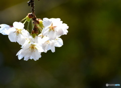 染井吉野