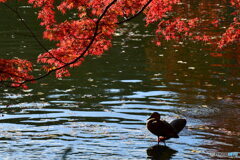 紅葉とカモさん