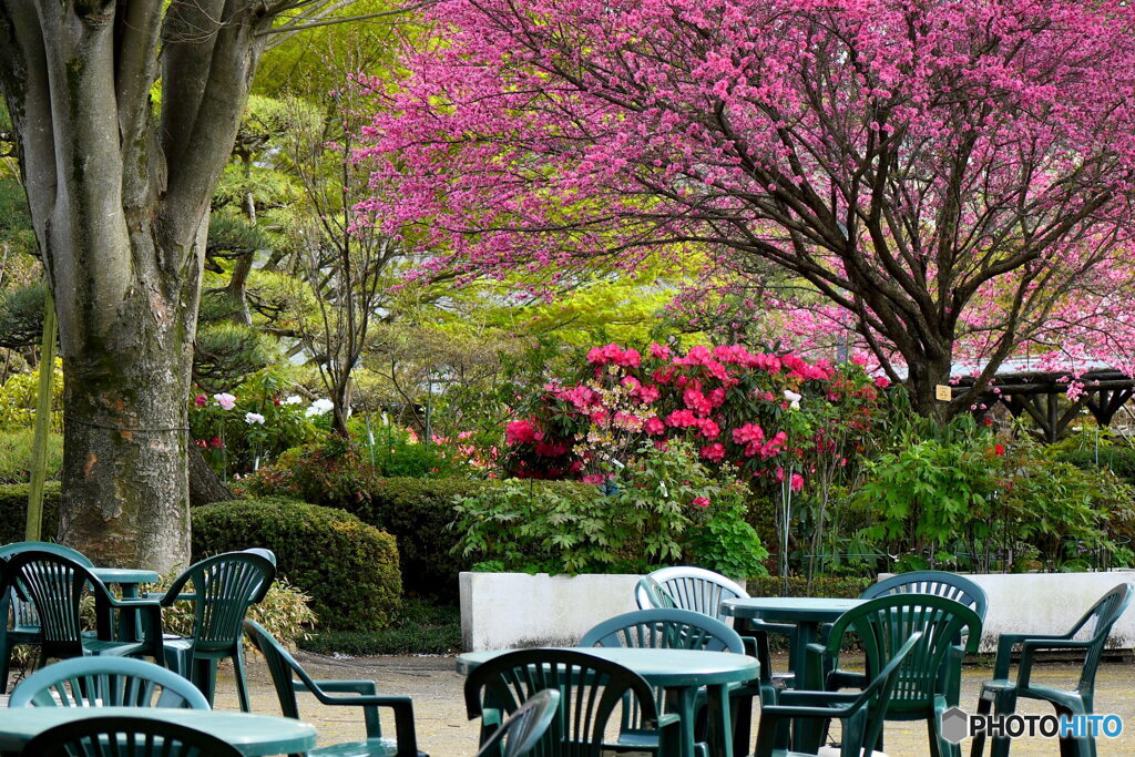 町田ぼたん園