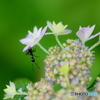 紫陽花とアリさん
