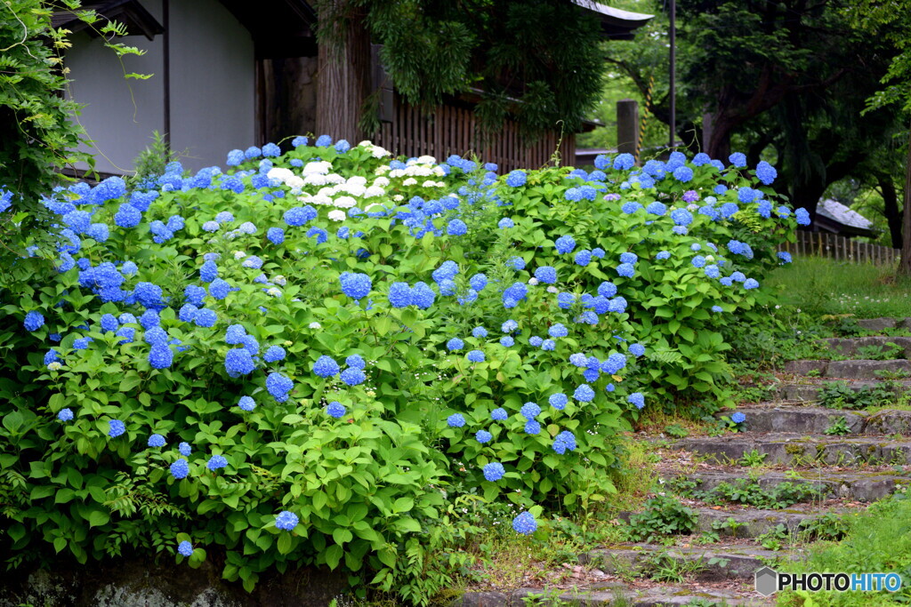 戸澤神社の紫陽花